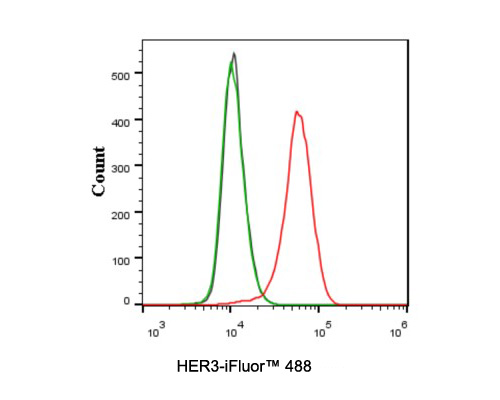 Flow cytometric analysis of MCF-7 cells labeling HER3.<br />
<br />
Cells were washed twice with cold PBS and resuspend. Then stained with the primary antibody (HA721135, 0.1ug/ml) (red) compared with Rabbit IgG Isotype Control (green). After incubation of the primary antibody at +4℃ for an hour, the cells were stained with a iFluor™ 488 conjugate-Goat anti-Rabbit IgG Secondary antibody (HA1121) at 1/1,000 dilution for 30 minutes at +4℃. Unlabelled sample was used as a control (cells without incubation with primary antibody; black).