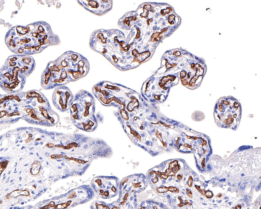Immunohistochemical analysis of paraffin-embedded rat kidney tissue with Rabbit anti-CD34 antibody (ET1606-11) at 1/200 dilution.<br />
<br />
The section was pre-treated using heat mediated antigen retrieval with Tris-EDTA buffer (pH 9.0) for 20 minutes. The tissues were blocked in 1% BSA for 20 minutes at room temperature, washed with ddH2O and PBS, and then probed with the primary antibody (ET1606-11) at 1/200 dilution for 1 hour at room temperature. The detection was performed using an HRP conjugated compact polymer system. DAB was used as the chromogen. Tissues were counterstained with hematoxylin and mounted with DPX.