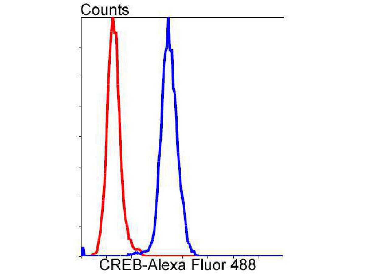 All lanes: Western blot analysis of CREB with anti-CREB antibody[SA04-04]  (ET1601-15) at 1/500 dilution.<br />
Lane 1: Wild-type Hela whole cell lysate (10 µg).<br />
Lane 2: CREB knockdown Hela whole cell lysate (10 µg).<br />
<br />
ET1601-15 was shown to specifically react with CREB in wild-type Hela cells. Weakened bands were observed when CREB knockdown samples were tested. Wild-type and CREB knockdown samples were subjected to SDS-PAGE. Proteins were transferred to a PVDF membrane and blocked with 5% NFDM in TBST for 1 hour at room temperature. The primary antibody (ET1601-15, 1/500) was used in 5% BSA at room temperature for 2 hours. Goat Anti-Rabbit IgG-HRP Secondary Antibody (HA1001) at 1:300,000 dilution was used for 1 hour at room temperature.