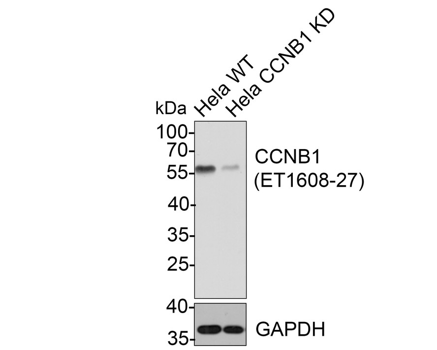 All lanes: Western blot analysis of CCNB1 with anti-CCNB1 antibody[SU33-03]  (ET1608-27) at 1:500 dilution.<br />
Lane 1: Wild-type Hela whole cell lysate (10 µg).<br />
Lane 2: CCNB1 knockdown Hela whole cell lysate (10 µg).<br />
<br />
ET1608-27 was shown to specifically react with CCNB1 in wild-type Hela cells. Weakened bands were observed when CCNB1 knockdown samples were tested. Wild-type and CCNB1 knockdown samples were subjected to SDS-PAGE. Proteins were transferred to a PVDF membrane and blocked with 5% NFDM in TBST for 1 hour at room temperature. The primary antibody (ET1608-27, 1/500) was used in 5% BSA at room temperature for 2 hours. Goat Anti-Rabbit IgG-HRP Secondary Antibody (HA1001) at 1:300,000 dilution was used for 1 hour at room temperature.