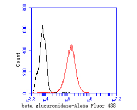 Flow cytometric analysis of Beta glucuronidase was done on THP-1 cells. The cells were fixed, permeabilized and stained with the primary antibody (ET7110-66, 1/50) (red). After incubation of the primary antibody at room temperature for an hour, the cells were stained with a Alexa Fluor 488-conjugated Goat anti-Rabbit IgG Secondary antibody at 1/1000 dilution for 30 minutes.Unlabelled sample was used as a control (cells without incubation with primary antibody; black).