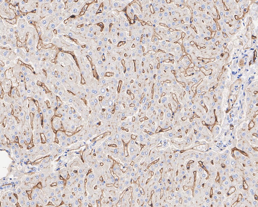 Immunohistochemical analysis of paraffin-embedded human liver tissue with Mouse anti-CD73 antibody (HA601004) at 1/1,000 dilution.<br />
<br />
The section was pre-treated using heat mediated antigen retrieval with Tris-EDTA buffer (pH 9.0) for 20 minutes. The tissues were blocked in 1% BSA for 20 minutes at room temperature, washed with ddH2O and PBS, and then probed with the primary antibody (HA601004) at 1/1,000 dilution for 1 hour at room temperature. The detection was performed using an HRP conjugated compact polymer system. DAB was used as the chromogen. Tissues were counterstained with hematoxylin and mounted with DPX.