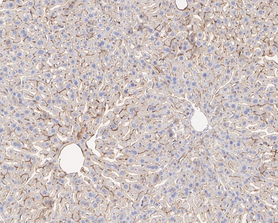 Immunohistochemical analysis of paraffin-embedded mouse liver tissue with Mouse anti-CD73 antibody (HA601004) at 1/1,000 dilution.<br />
<br />
The section was pre-treated using heat mediated antigen retrieval with Tris-EDTA buffer (pH 9.0) for 20 minutes. The tissues were blocked in 1% BSA for 20 minutes at room temperature, washed with ddH2O and PBS, and then probed with the primary antibody (HA601004) at 1/1,000 dilution for 1 hour at room temperature. The detection was performed using an HRP conjugated compact polymer system. DAB was used as the chromogen. Tissues were counterstained with hematoxylin and mounted with DPX.