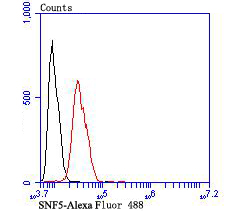 Flow cytometric analysis of SH-SY-5Y cells with SNF5 antibody at 1/100 dilution (red) compared with an unlabelled control (cells without incubation with primary antibody; black).  Alexa Fluor 488-conjugated goat anti-rabbit IgG was used as the secondary antibody.