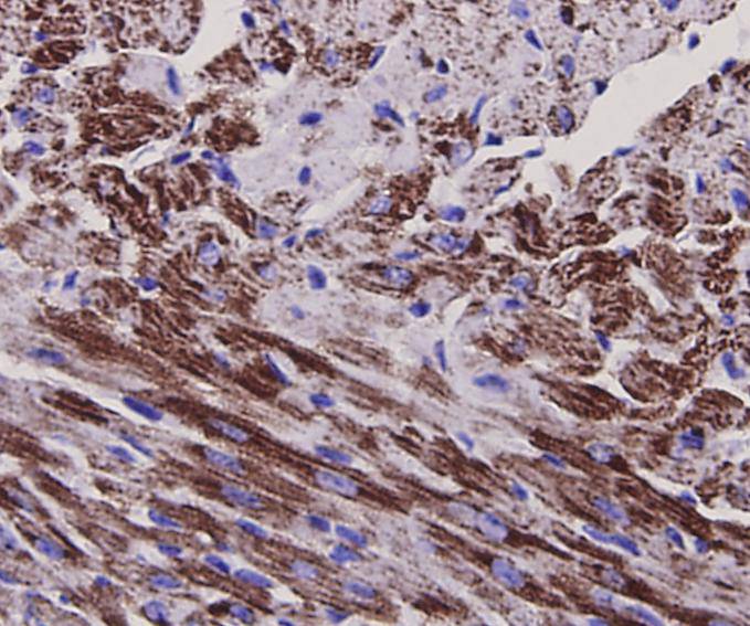 Immunohistochemical analysis of paraffin-embedded mouse heart tissue with Rabbit anti-BDNF antibody (ER130915) at 1/50 dilution.<br />
<br />
The section was pre-treated using heat mediated antigen retrieval with Tris-EDTA buffer (pH 9.0) for 20 minutes. The tissues were blocked in 1% BSA for 20 minutes at room temperature, washed with ddH2O and PBS, and then probed with the primary antibody (ER130915) at 1/50 dilution for 1 hour at room temperature. The detection was performed using an HRP conjugated compact polymer system. DAB was used as the chromogen. Tissues were counterstained with hematoxylin and mounted with DPX.