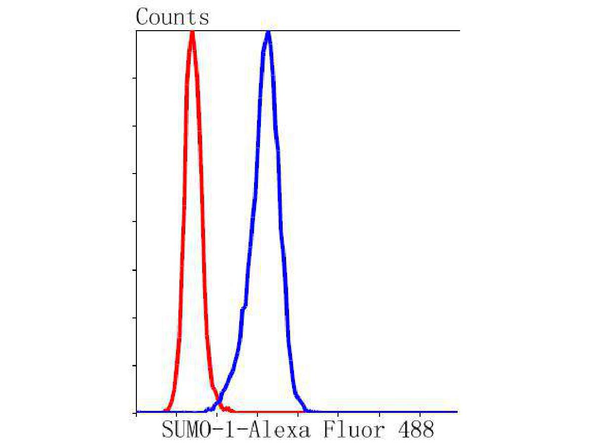 Flow cytometric analysis of SUMO-1 was done on Hela cells. The cells were fixed, permeabilized and stained with the primary antibody (ET1606-53, 1/50) (blue). After incubation of the primary antibody at room temperature for an hour, the cells were stained with a Alexa Fluor 488-conjugated Goat anti-Rabbit IgG Secondary antibody at 1/1000 dilution for 30 minutes.Unlabelled sample was used as a control (cells without incubation with primary antibody; red).