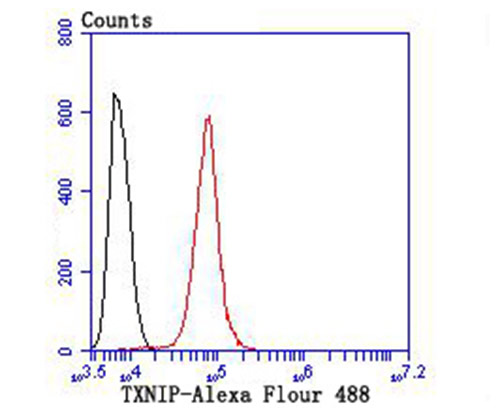 Flow cytometric analysis of TXNIP was done on Hela cells. The cells were fixed, permeabilized and stained with the primary antibody (ET1705-72, 1/50) (red). After incubation of the primary antibody at room temperature for an hour, the cells were stained with a Alexa Fluor®488 conjugate-Goat anti-Rabbit IgG Secondary antibody at 1/1000 dilution for 30 minutes.Unlabelled sample was used as a control (cells without incubation with primary antibody; black).