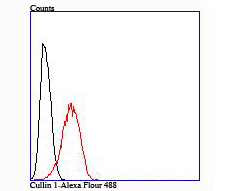 Flow cytometric analysis of Cullin 1 was done on Hela cells. The cells were fixed, permeabilized and stained with the primary antibody (ET1705-82, 1/50) (red). After incubation of the primary antibody at room temperature for an hour, the cells were stained with a Alexa Fluor®488 conjugate-Goat anti-Rabbit IgG Secondary antibody at 1/1,000 dilution for 30 minutes.Unlabelled sample was used as a control (cells without incubation with primary antibody; black).
