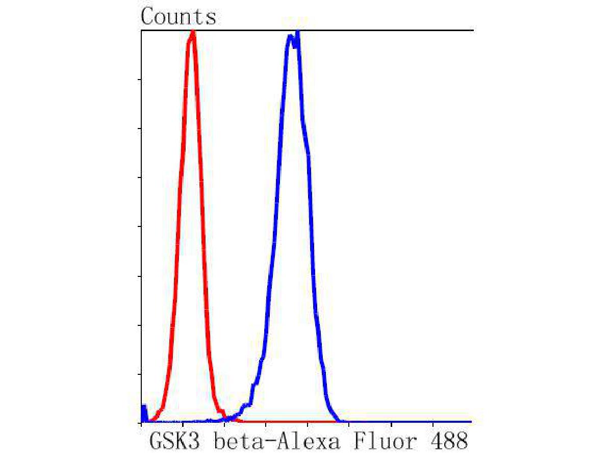 Western blot analysis of GSK3 beta on different lysates with Rabbit anti-GSK3 beta antibody (ET1607-71) at 1/500 dilution.<br />
<br />
Lane 1: NIH/3T3 cell lysate<br />
Lane 2: 293 cell lysate<br />
<br />
Lysates/proteins at 10 µg/Lane.<br />
<br />
Predicted band size: 47 kDa<br />
Observed band size: 40 kDa<br />
<br />
Exposure time: 1 minute;<br />
<br />
10% SDS-PAGE gel.<br />
<br />
Proteins were transferred to a PVDF membrane and blocked with 5% NFDM/TBST for 1 hour at room temperature. The primary antibody (ET1607-71) at 1/500 dilution was used in 5% NFDM/TBST at room temperature for 2 hours. Goat Anti-Rabbit IgG - HRP Secondary Antibody (HA1001) at 1:300,000 dilution was used for 1 hour at room temperature.