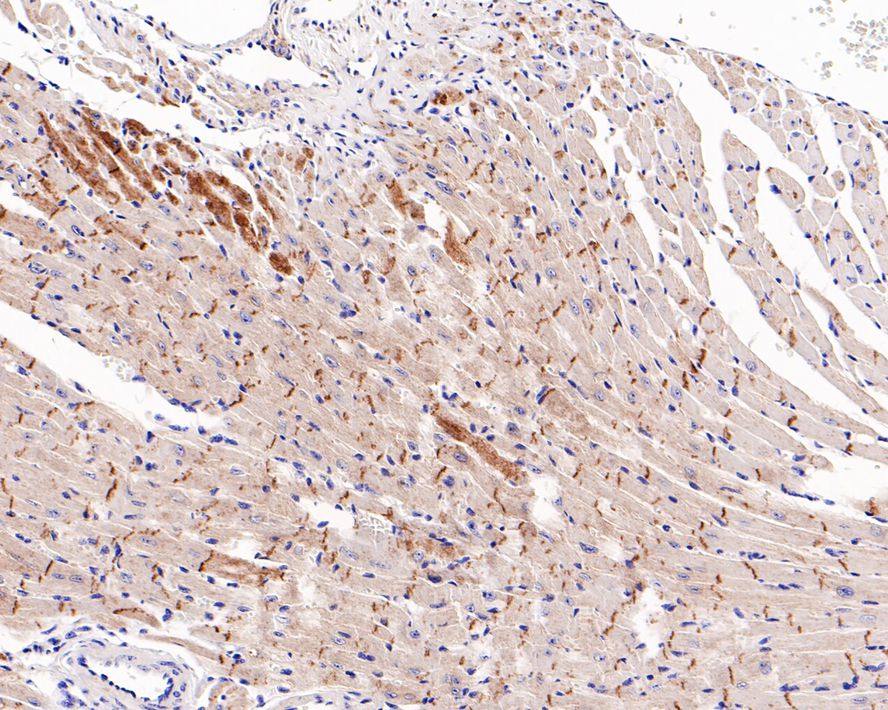 Immunohistochemical analysis of paraffin-embedded mouse heart tissue with Rabbit anti-Pan-Cadherin antibody (ET1609-70) at 1/1,000 dilution.<br />
<br />
The section was pre-treated using heat mediated antigen retrieval with Tris-EDTA buffer (pH 9.0) for 20 minutes. The tissues were blocked in 1% BSA for 20 minutes at room temperature, washed with ddH2O and PBS, and then probed with the primary antibody (ET1609-70) at 1/1,000 dilution for 1 hour at room temperature. The detection was performed using an HRP conjugated compact polymer system. DAB was used as the chromogen. Tissues were counterstained with hematoxylin and mounted with DPX.