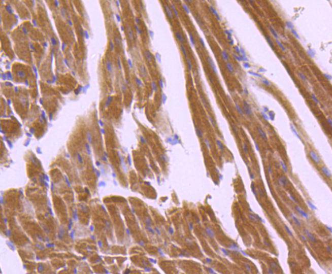 Immunohistochemical analysis of paraffin-embedded Human skin tissue untreaed and treated with λ-PPase with Rabbit anti-Apaf-1 antibody (ET1607-12) at 1/200 dilution.<br />
<br />
The section was pre-treated using heat mediated antigen retrieval with Tris-EDTA buffer (pH 9.0) for 20 minutes. The tissues were blocked in 1% BSA for 20 minutes at room temperature, washed with ddH2O and PBS, and then probed with the primary antibody (ET1607-12) at 1/200 dilution for 1 hour at room temperature. The detection was performed using an HRP conjugated compact polymer system. DAB was used as the chromogen. Tissues were counterstained with hematoxylin and mounted with DPX.