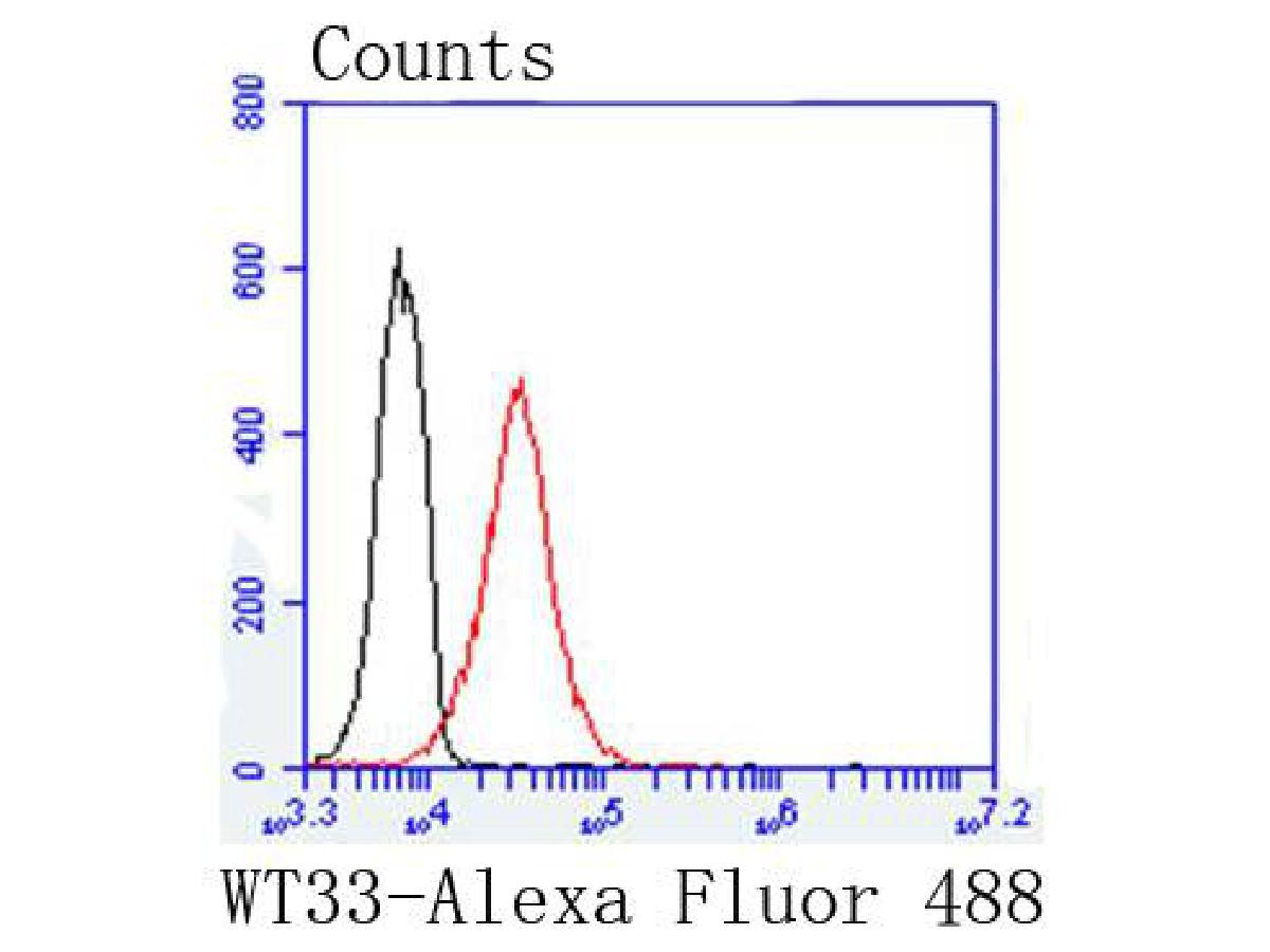 Flow cytometric analysis of Wilms Tumor Protein was done on K562 cells. The cells were fixed, permeabilized and stained with the primary antibody (ET1610-45, 1/50) (red). After incubation of the primary antibody at room temperature for an hour, the cells were stained with a Alexa Fluor 488-conjugated Goat anti-Rabbit IgG Secondary antibody at 1/1000 dilution for 30 minutes.Unlabelled sample was used as a control (cells without incubation with primary antibody; black).