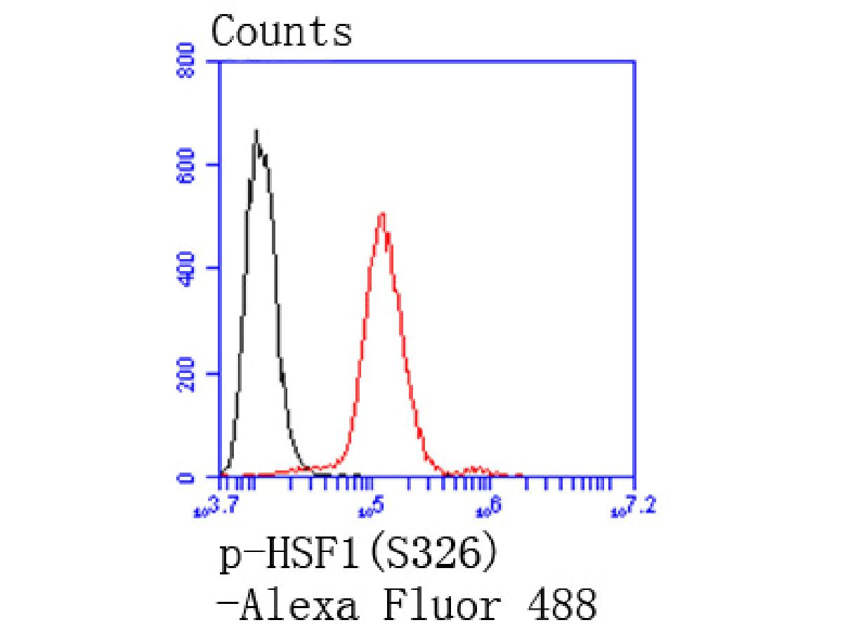 Flow cytometric analysis of Phospho-HSF1(S326) was done on Hela cells. The cells were fixed, permeabilized and stained with the primary antibody (ET1608-11, 1/50) (red). After incubation of the primary antibody at room temperature for an hour, the cells were stained with a Alexa Fluor 488-conjugated Goat anti-Rabbit IgG Secondary antibody at 1/1000 dilution for 30 minutes.Unlabelled sample was used as a control (cells without incubation with primary antibody; black).