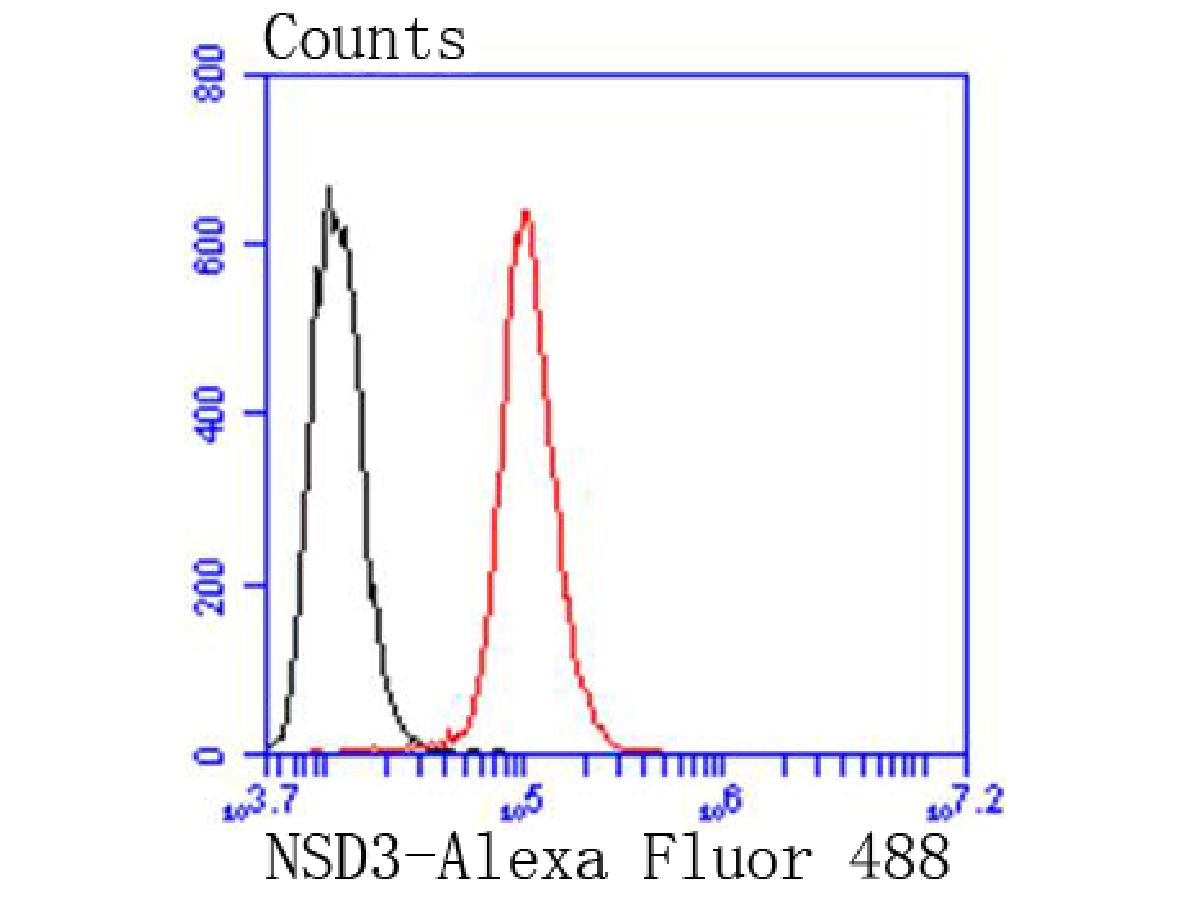 Flow cytometric analysis of NSD3 was done on Hela cells. The cells were fixed, permeabilized and stained with the primary antibody (ET1611-39, 1/50) (red). After incubation of the primary antibody at room temperature for an hour, the cells were stained with a Alexa Fluor 488-conjugated Goat anti-Rabbit IgG Secondary antibody at 1/1000 dilution for 30 minutes.Unlabelled sample was used as a control (cells without incubation with primary antibody; black).