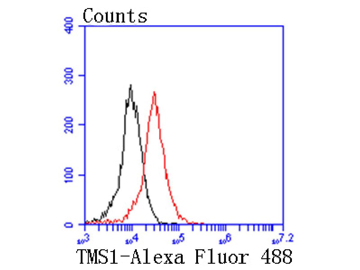Flow cytometric analysis of TMS1 was done on 293 cells. The cells were fixed, permeabilized and stained with the primary antibody (ET1611-62, 1/50) (red). After incubation of the primary antibody at room temperature for an hour, the cells were stained with a Alexa Fluor 488-conjugated Goat anti-Rabbit IgG Secondary antibody at 1/1000 dilution for 30 minutes.Unlabelled sample was used as a control (cells without incubation with primary antibody; black).