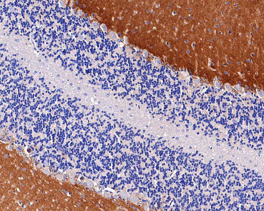 Immunohistochemical analysis of paraffin-embedded rat cerebellum tissue with Rabbit anti-EAAT1 antibody (ET1704-54) at 1/200 dilution.<br />
<br />
The section was pre-treated using heat mediated antigen retrieval with Tris-EDTA buffer (pH 9.0) for 20 minutes. The tissues were blocked in 1% BSA for 20 minutes at room temperature, washed with ddH2O and PBS, and then probed with the primary antibody (ET1704-54) at 1/200 dilution for 1 hour at room temperature. The detection was performed using an HRP conjugated compact polymer system. DAB was used as the chromogen. Tissues were counterstained with hematoxylin and mounted with DPX.