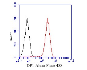 Flow cytometric analysis of DP1 was done on THP-1 cells. The cells were fixed, permeabilized and stained with the primary antibody (ET7110-43, 1/50) (red). After incubation of the primary antibody at room temperature for an hour, the cells were stained with a Alexa Fluor 488-conjugated Goat anti-Rabbit IgG Secondary antibody at 1/1000 dilution for 30 minutes.Unlabelled sample was used as a control (cells without incubation with primary antibody; black).