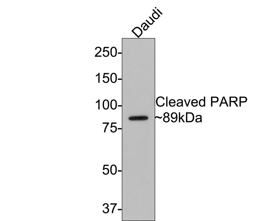 Western blot analysis of Cleaved PARP on Daudi cell lysates with Rabbit anti-Cleaved PARP antibody (ET1608-10) at 1/500 dilution.<br />
<br />
Lysates/proteins at 10 µg/Lane.<br />
<br />
Predicted band size: 89 kDa<br />
Observed band size: 89 kDa<br />
<br />
Exposure time: 2 minutes;<br />
<br />
8% SDS-PAGE gel.<br />
<br />
Proteins were transferred to a PVDF membrane and blocked with 5% NFDM/TBST for 1 hour at room temperature. The primary antibody (ET1608-10) at 1/500 dilution was used in 5% NFDM/TBST at room temperature for 2 hours. Goat Anti-Rabbit IgG - HRP Secondary Antibody (HA1001) at 1:300,000 dilution was used for 1 hour at room temperature.