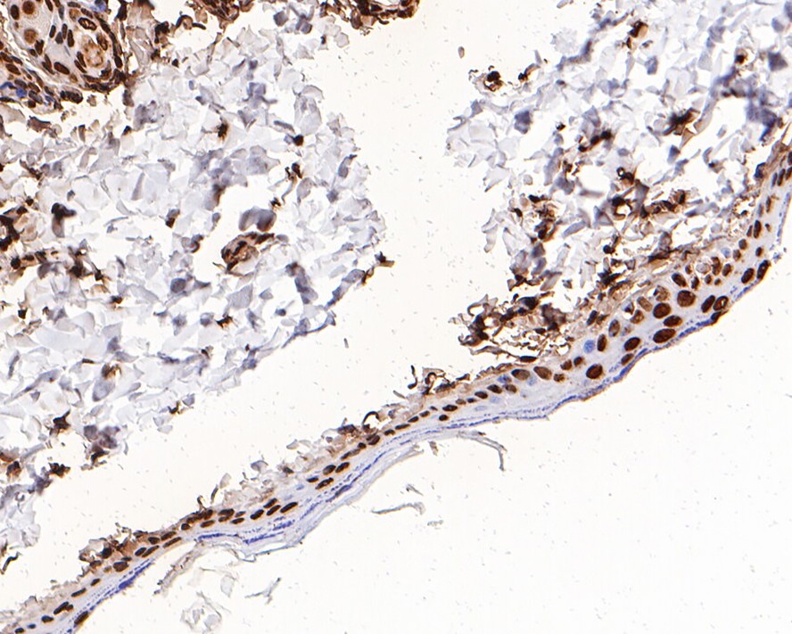 Immunohistochemical analysis of paraffin-embedded rat hippocampus tissue with Rabbit anti-Histone H3 antibody (ET1701-64) at 1/2,000 dilution.<br />
<br />
The section was pre-treated using heat mediated antigen retrieval with sodium citrate buffer (pH 6.0) for 2 minutes. The tissues were blocked in 1% BSA for 20 minutes at room temperature, washed with ddH2O and PBS, and then probed with the primary antibody (ET1701-64) at 1/2,000 dilution for 1 hour at room temperature. The detection was performed using an HRP conjugated compact polymer system. DAB was used as the chromogen. Tissues were counterstained with hematoxylin and mounted with DPX.