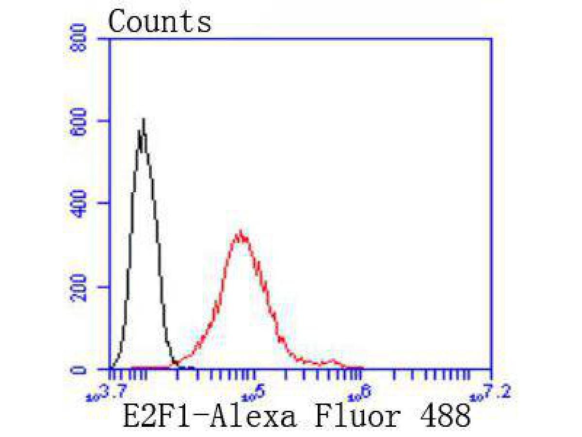 Flow cytometric analysis of E2F1 was done on Hela cells. The cells were fixed, permeabilized and stained with the primary antibody (ET1701-73, 1/50) (red). After incubation of the primary antibody at room temperature for an hour, the cells were stained with a Alexa Fluor 488-conjugated Goat anti-Rabbit IgG Secondary antibody at 1/1000 dilution for 30 minutes.Unlabelled sample was used as a control (cells without incubation with primary antibody; black).