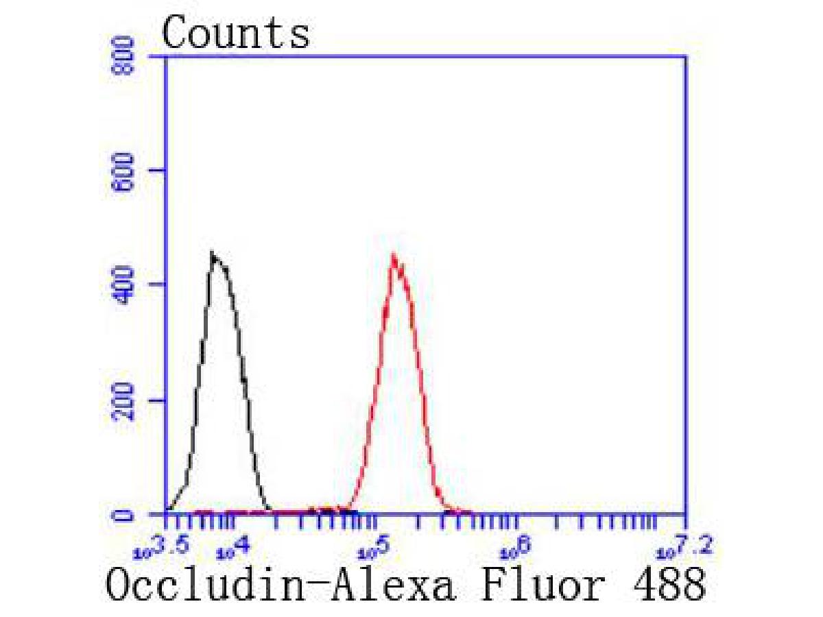 Flow cytometric analysis of Occludin was done on 293 cells. The cells were fixed, permeabilized and stained with the primary antibody (ET1701-76, 1/50) (red). After incubation of the primary antibody at room temperature for an hour, the cells were stained with a Alexa Fluor 488-conjugated Goat anti-Rabbit IgG Secondary antibody at 1/1000 dilution for 30 minutes.Unlabelled sample was used as a control (cells without incubation with primary antibody; black).