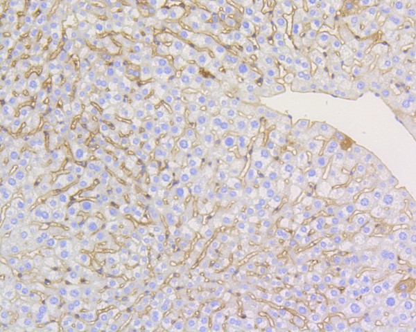Immunohistochemical analysis of paraffin-embedded mouse heart tissue using anti-Caveolin-1 antibody. The section was pre-treated using heat mediated antigen retrieval with Tris-EDTA buffer (pH 8.0-8.4) for 20 minutes.The tissues were blocked in 5% BSA for 30 minutes at room temperature, washed with ddH2O and PBS, and then probed with the primary antibody (ET1603-1, 1/50) for 30 minutes at room temperature. The detection was performed using an HRP conjugated compact polymer system. DAB was used as the chromogen. Tissues were counterstained with hematoxylin and mounted with DPX.