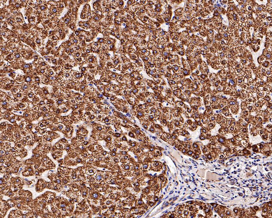 Immunohistochemical analysis of paraffin-embedded human liver tissue with Mouse anti-HSP60 antibody (EM00704) at 1/1,000 dilution.<br />
<br />
The section was pre-treated using heat mediated antigen retrieval with Tris-EDTA buffer (pH 9.0) for 20 minutes. The tissues were blocked in 1% BSA for 20 minutes at room temperature, washed with ddH2O and PBS, and then probed with the primary antibody (EM00704) at 1/1,000 dilution for 1 hour at room temperature. The detection was performed using an HRP conjugated compact polymer system. DAB was used as the chromogen. Tissues were counterstained with hematoxylin and mounted with DPX.