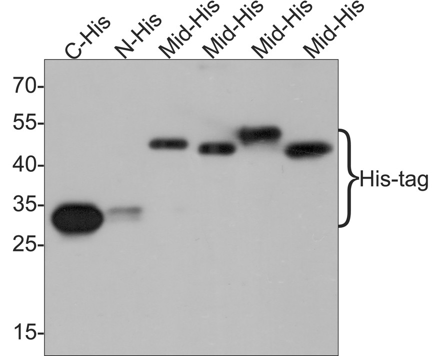 Western blot analysis of 6X His-tag, AlpHcAbs Rabbit on different lysates with Rabbit anti-6X His-tag, AlpHcAbs Rabbit antibody (HA721172) at 1/50,000 dilution. Lane 1: C-terminal His-tag fusion protein lysate Lane 2: N-terminal His-tag fusion protein lysate Lane 3/4/5/6: Mid His-tag fusion protein lysate Lysates/proteins at 50 ng/Lane. Observed band size: 30/45/50 kDa Exposure time: 30 seconds; 12% SDS-PAGE gel. Proteins were transferred to a PVDF membrane and blocked with 5% NFDM/TBST for 1 hour at room temperature. The primary antibody (HA721172) at 1/50,000 dilution was used in 5% NFDM/TBST at room temperature for 2 hours. Goat Anti-Rabbit IgG - HRP Secondary Antibody (HA1001) at 1:300,000 dilution was used for 1 hour at room temperature.