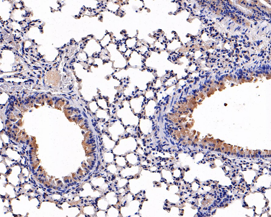 Immunohistochemical analysis of paraffin-embedded mouse lung tissue with Rabbit anti-SCGB1A1 antibody (ET7106-71) at 1/1,000 dilution.<br />
<br />
The section was pre-treated using heat mediated antigen retrieval with Tris-EDTA buffer (pH 9.0) for 20 minutes. The tissues were blocked in 1% BSA for 20 minutes at room temperature, washed with ddH2O and PBS, and then probed with the primary antibody (ET7106-71) at 1/1,000 dilution for 1 hour at room temperature. The detection was performed using an HRP conjugated compact polymer system. DAB was used as the chromogen. Tissues were counterstained with hematoxylin and mounted with DPX.