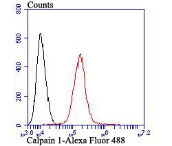 Flow cytometric analysis of A431 cells with Calpain 1 antibody at 1/100 dilution (red) compared with an unlabelled control (cells without incubation with primary antibody; black). Alexa Fluor 488-conjugated goat anti-mouse IgG was used as the secondary antibody.