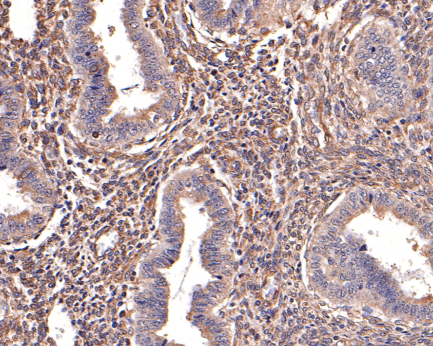 Immunohistochemical analysis of paraffin-embedded mouse brain tissue with Mouse anti-Alpha-tubulin antibody (M1501-1) at 1/600 dilution.<br />
<br />
The section was pre-treated using heat mediated antigen retrieval with Tris-EDTA buffer (pH 9.0) for 20 minutes. The tissues were blocked in 1% BSA for 20 minutes at room temperature, washed with ddH2O and PBS, and then probed with the primary antibody (M1501-1) at 1/600 dilution for 1 hour at room temperature. The detection was performed using an HRP conjugated compact polymer system. DAB was used as the chromogen. Tissues were counterstained with hematoxylin and mounted with DPX.