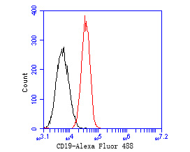 Flow cytometric analysis of CD19 was done on Daudi cells. The cells were fixed, permeabilized and stained with the primary antibody (EM40308, 1/50) (red). After incubation of the primary antibody at room temperature for an hour, the cells were stained with a Alexa Fluor 488-conjugated Goat anti-Mouse IgG Secondary antibody at 1/1,000 dilution for 30 minutes.Unlabelled sample was used as a control (cells without incubation with primary antibody; black).