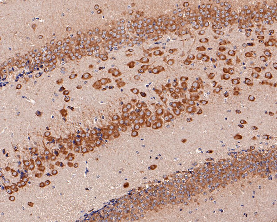 Immunohistochemical analysis of paraffin-embedded mouse hippocampus tissue with Rabbit anti-EEF1G antibody (HA500164) at 1/4,000 dilution.<br />
<br />
The section was pre-treated using heat mediated antigen retrieval with Tris-EDTA buffer (pH 9.0) for 20 minutes. The tissues were blocked in 1% BSA for 20 minutes at room temperature, washed with ddH2O and PBS, and then probed with the primary antibody (HA500164) at 1/4,000 dilution for 1 hour at room temperature. The detection was performed using an HRP conjugated compact polymer system. DAB was used as the chromogen. Tissues were counterstained with hematoxylin and mounted with DPX.