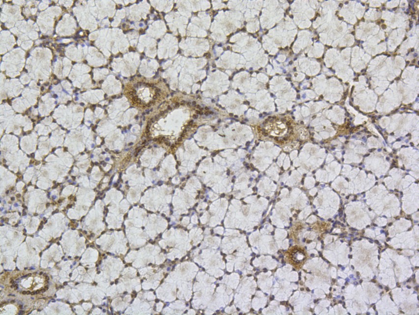 Immunohistochemical analysis of paraffin-embedded mouse thyroid tissue with Mouse anti-Cyclin E2 antibody (M0407-15) at 1/200 dilution.<br />
<br />
The section was pre-treated using heat mediated antigen retrieval with sodium citrate buffer (pH 6.0) for 2 minutes. The tissues were blocked in 1% BSA for 20 minutes at room temperature, washed with ddH2O and PBS, and then probed with the primary antibody (M0407-15) at 1/200 dilution for 1 hour at room temperature. The detection was performed using an HRP conjugated compact polymer system. DAB was used as the chromogen. Tissues were counterstained with hematoxylin and mounted with DPX.