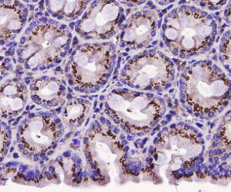 Immunohistochemical analysis of paraffin-embedded mouse large intestine tissue using anti-ERK1 antibody. Counter stained with hematoxylin.