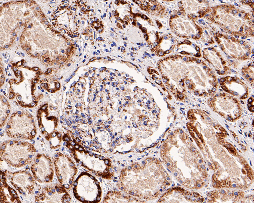 Immunohistochemical analysis of paraffin-embedded human kidney tissue with Mouse anti-HSP60 antibody (M1007-9) at 1/100 dilution.<br />
<br />
The section was pre-treated using heat mediated antigen retrieval with Tris-EDTA buffer (pH 9.0) for 20 minutes. The tissues were blocked in 1% BSA for 20 minutes at room temperature, washed with ddH2O and PBS, and then probed with the primary antibody (M1007-9) at 1/100 dilution for 1 hour at room temperature. The detection was performed using an HRP conjugated compact polymer system. DAB was used as the chromogen. Tissues were counterstained with hematoxylin and mounted with DPX.