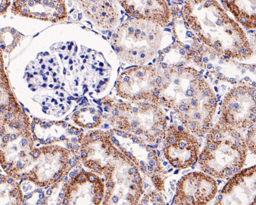 Immunohistochemical analysis of paraffin-embedded mouse kidney tissue with Mouse anti-HSP60 antibody (M1007-9) at 1/100 dilution.<br />
<br />
The section was pre-treated using heat mediated antigen retrieval with Tris-EDTA buffer (pH 9.0) for 20 minutes. The tissues were blocked in 1% BSA for 20 minutes at room temperature, washed with ddH2O and PBS, and then probed with the primary antibody (M1007-9) at 1/100 dilution for 1 hour at room temperature. The detection was performed using an HRP conjugated compact polymer system. DAB was used as the chromogen. Tissues were counterstained with hematoxylin and mounted with DPX.