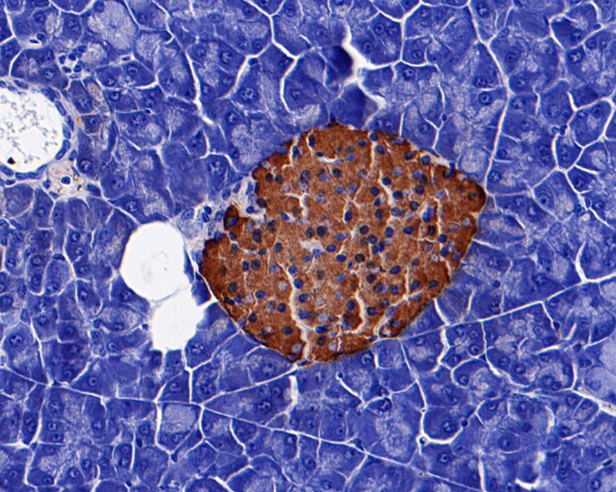 Immunohistochemical analysis of paraffin-embedded mouse pancreas tissue with Mouse anti-Insulin antibody (EM80714) at 1/5,000 dilution.<br />
<br />
The section was pre-treated using heat mediated antigen retrieval with Tris-EDTA buffer (pH 9.0) for 20 minutes. The tissues were blocked in 1% BSA for 20 minutes at room temperature, washed with ddH2O and PBS, and then probed with the primary antibody (EM80714) at 1/5,000 dilution for 1 hour at room temperature. The detection was performed using an HRP conjugated compact polymer system. DAB was used as the chromogen. Tissues were counterstained with hematoxylin and mounted with DPX.