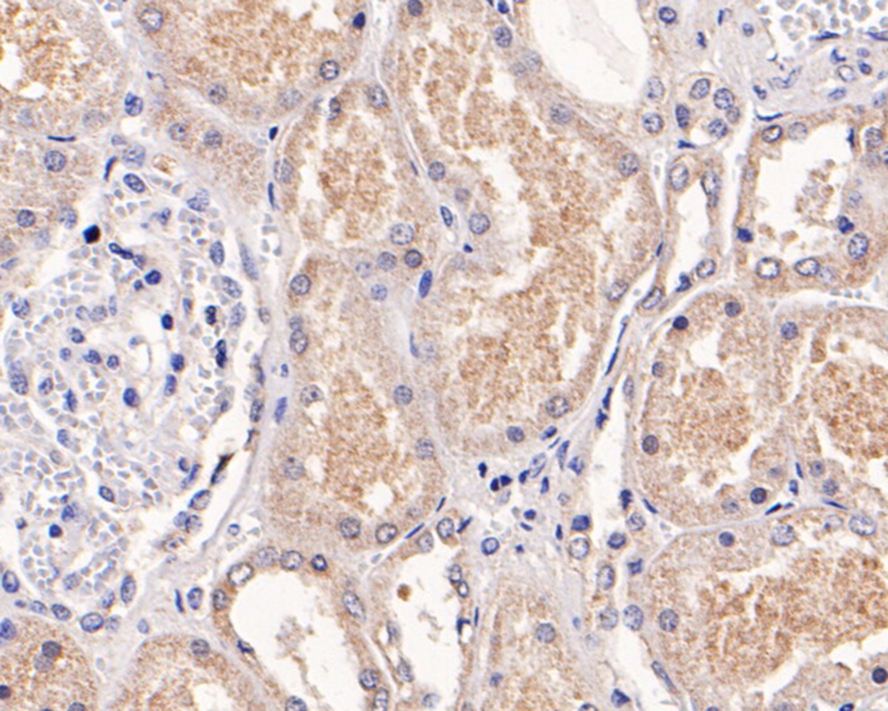 Immunohistochemical analysis of paraffin-embedded human kidney tissue with Mouse anti-Lactate Dehydrogenase antibody (M1007-7) at 1/100 dilution.<br />
<br />
The section was pre-treated using heat mediated antigen retrieval with Tris-EDTA buffer (pH 9.0) for 20 minutes. The tissues were blocked in 1% BSA for 20 minutes at room temperature, washed with ddH2O and PBS, and then probed with the primary antibody (M1007-7) at 1/100 dilution for 1 hour at room temperature. The detection was performed using an HRP conjugated compact polymer system. DAB was used as the chromogen. Tissues were counterstained with hematoxylin and mounted with DPX.