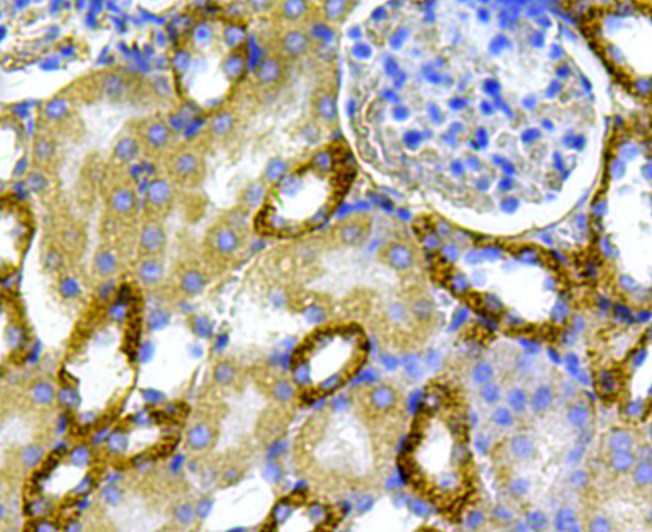 Immunohistochemical analysis of paraffin-embedded mouse kidney tissue using anti-NCAML1 antibody. Counter stained with hematoxylin.