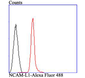 Flow cytometric analysis of SHG-44 cells with NCAML1 antibody at 1/100 dilution (red) compared with an unlabelled control (cells without incubation with primary antibody; black). Alexa Fluor 488-conjugated goat anti-rabbit IgG was used as the secondary antibody.