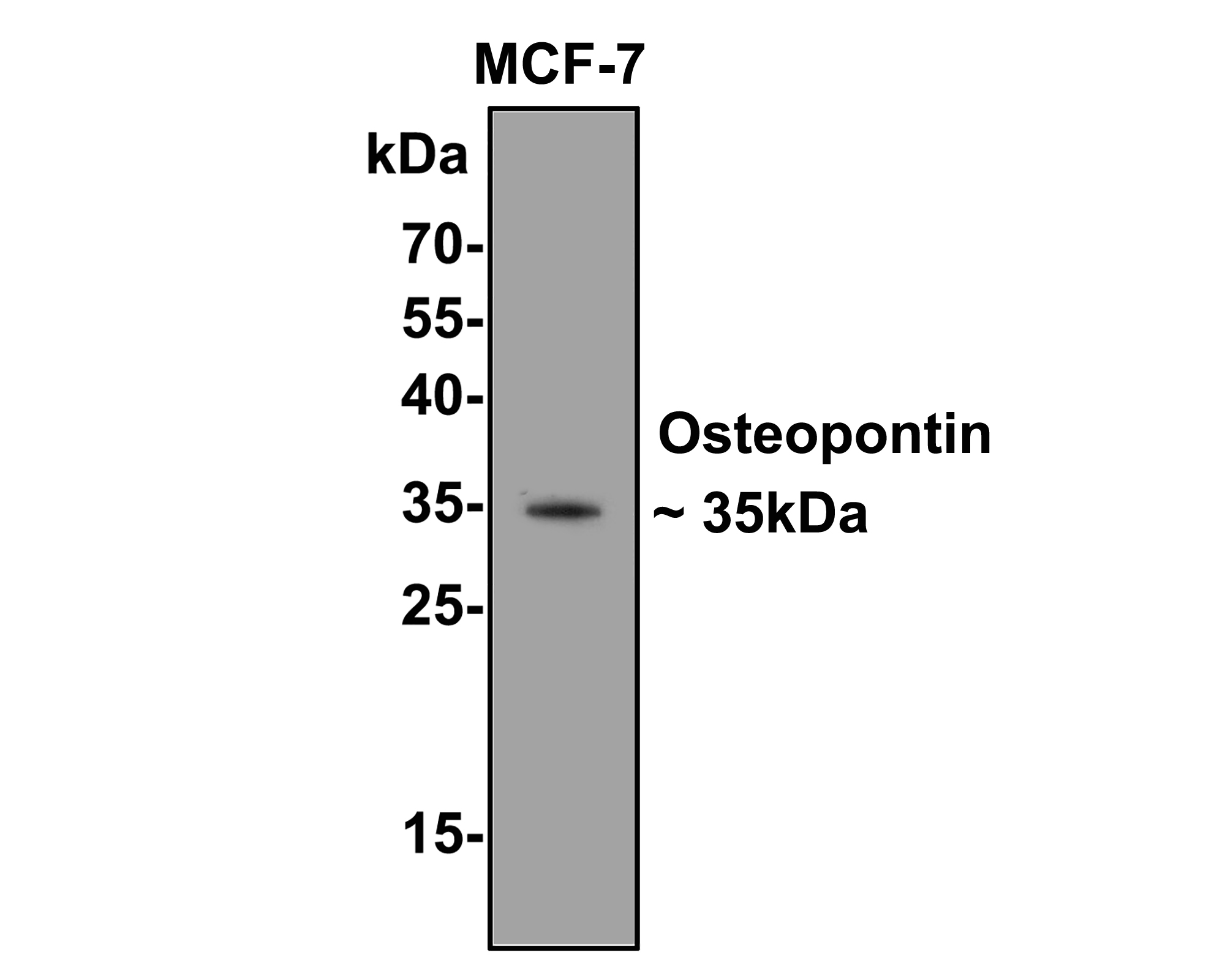 Western blot analysis of Osteopontin on MCF-7 cell lysates with Rabbit anti-Osteopontin antibody (0806-6) at 1/1,000 dilution.<br />
<br />
Lysates/proteins at 10 µg/Lane.<br />
<br />
Predicted band size: 35 kDa<br />
Observed band size: 35 kDa<br />
<br />
Exposure time: 2 minutes;<br />
<br />
10% SDS-PAGE gel.<br />
<br />
Proteins were transferred to a PVDF membrane and blocked with 5% NFDM/TBST for 1 hour at room temperature. The primary antibody (0806-6) at 1/1,000 dilution was used in 5% NFDM/TBST at room temperature for 2 hours. Goat Anti-Rabbit IgG - HRP Secondary Antibody (HA1001) at 1:200,000 dilution was used for 1 hour at room temperature.