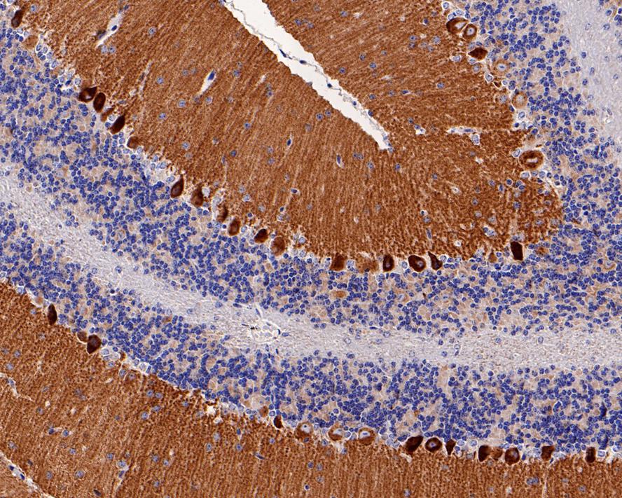 Immunohistochemical analysis of paraffin-embedded mouse cerebellum tissue with Rabbit anti-mGluR1 antibody (ET1703-84) at 1/1,000 dilution.<br />
<br />
The section was pre-treated using heat mediated antigen retrieval with Tris-EDTA buffer (pH 9.0) for 20 minutes. The tissues were blocked in 1% BSA for 20 minutes at room temperature, washed with ddH2O and PBS, and then probed with the primary antibody (ET1703-84) at 1/1,000 dilution for 1 hour at room temperature. The detection was performed using an HRP conjugated compact polymer system. DAB was used as the chromogen. Tissues were counterstained with hematoxylin and mounted with DPX.