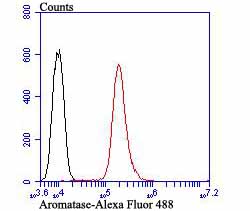 Flow cytometric analysis of HepG2 cells with Aromatase antibody at 1/100 dilution (red) compared with an unlabelled control (cells without incubation with primary antibody; black). Alexa Fluor 488-conjugated goat anti-rabbit IgG was used as the secondary antibody.