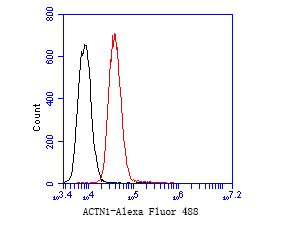 Flow cytometric analysis of alpha Actinin was done on A431 cells. The cells were fixed, permeabilized and stained with the primary antibody (EM1901-52, 1/50) (red). After incubation of the primary antibody at room temperature for an hour, the cells were stained with a Alexa Fluor 488-conjugated Goat anti-Mouse IgG Secondary antibody at 1/1000 dilution for 30 minutes.Unlabelled sample was used as a control (cells without incubation with primary antibody; black).