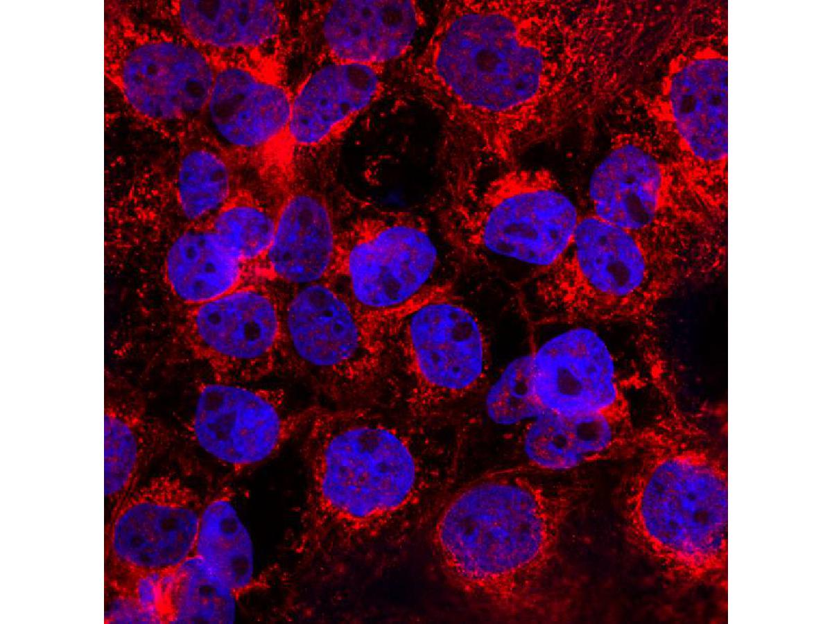 ICC staining of GAPDH in A431 cells (red). Formalin fixed cells were permeabilized with 0.1% Triton X-100 in TBS for 10 minutes at room temperature and blocked with 1% Blocker BSA for 15 minutes at room temperature. Cells were probed with the primary antibody (M1310-2, 1/100) for 1 hour at room temperature, washed with PBS. Alexa Fluor®555 Goat anti-Mouse IgG was used as the secondary antibody at 1/100 dilution. The nuclear counter stain is DAPI (blue).