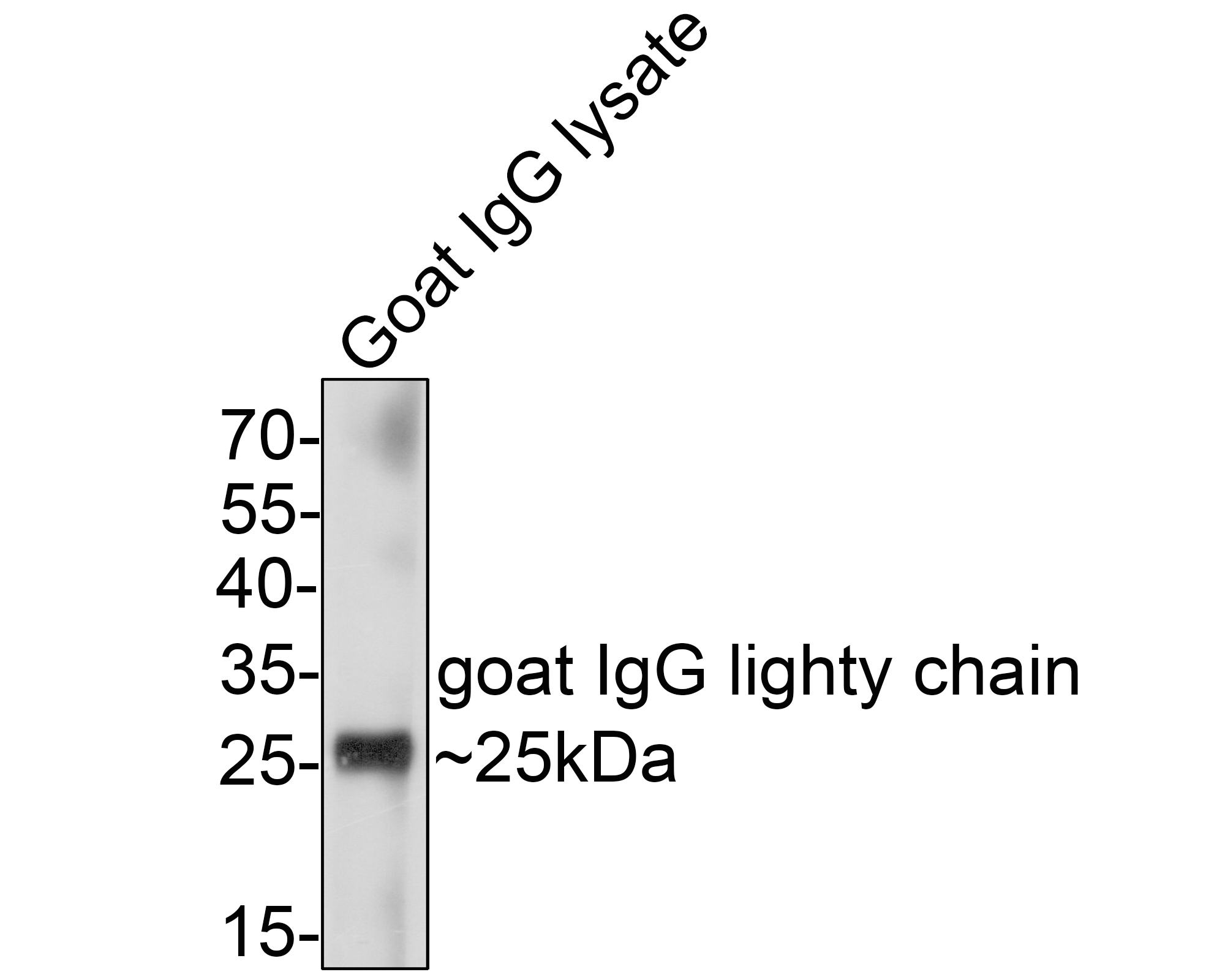 Western blot analysis of Mouse anti goat IgG lighty chain on Goat IgG lysate with Mouse anti-Mouse anti goat IgG lighty chain antibody (M1007-14) at 1/5,000 dilution.<br />
<br />
Predicted band size: 25 kDa<br />
Observed band size: 25 kDa<br />
<br />
Exposure time: 2 minutes;<br />
<br />
12% SDS-PAGE gel.<br />
<br />
Proteins were transferred to a PVDF membrane and blocked with 5% NFDM/TBST for 1 hour at room temperature. The primary antibody (M1007-14) at 1/5,000 dilution was used in 5% NFDM/TBST at room temperature for 2 hours.