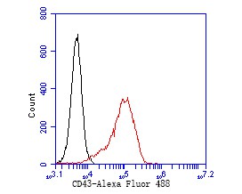 Flow cytometric analysis of CD43 was done on HL-60 cells. The cells were fixed, permeabilized and stained with the primary antibody (EM1901-70, 1/50) (red). After incubation of the primary antibody at room temperature for an hour, the cells were stained with a Alexa Fluor 488-conjugated Goat anti-Mouse IgG Secondary antibody at 1/1,000 dilution for 30 minutes.Unlabelled sample was used as a control (cells without incubation with primary antibody; black).