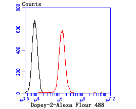 Flow cytometric analysis of N2A cells with Dopey-2 antibody at 1/100 dilution (red) compared with an unlabelled control (cells without incubation with primary antibody; black).Alexa Fluor 488-conjugated goat anti-rabbit IgG was used as the secondary antibody.