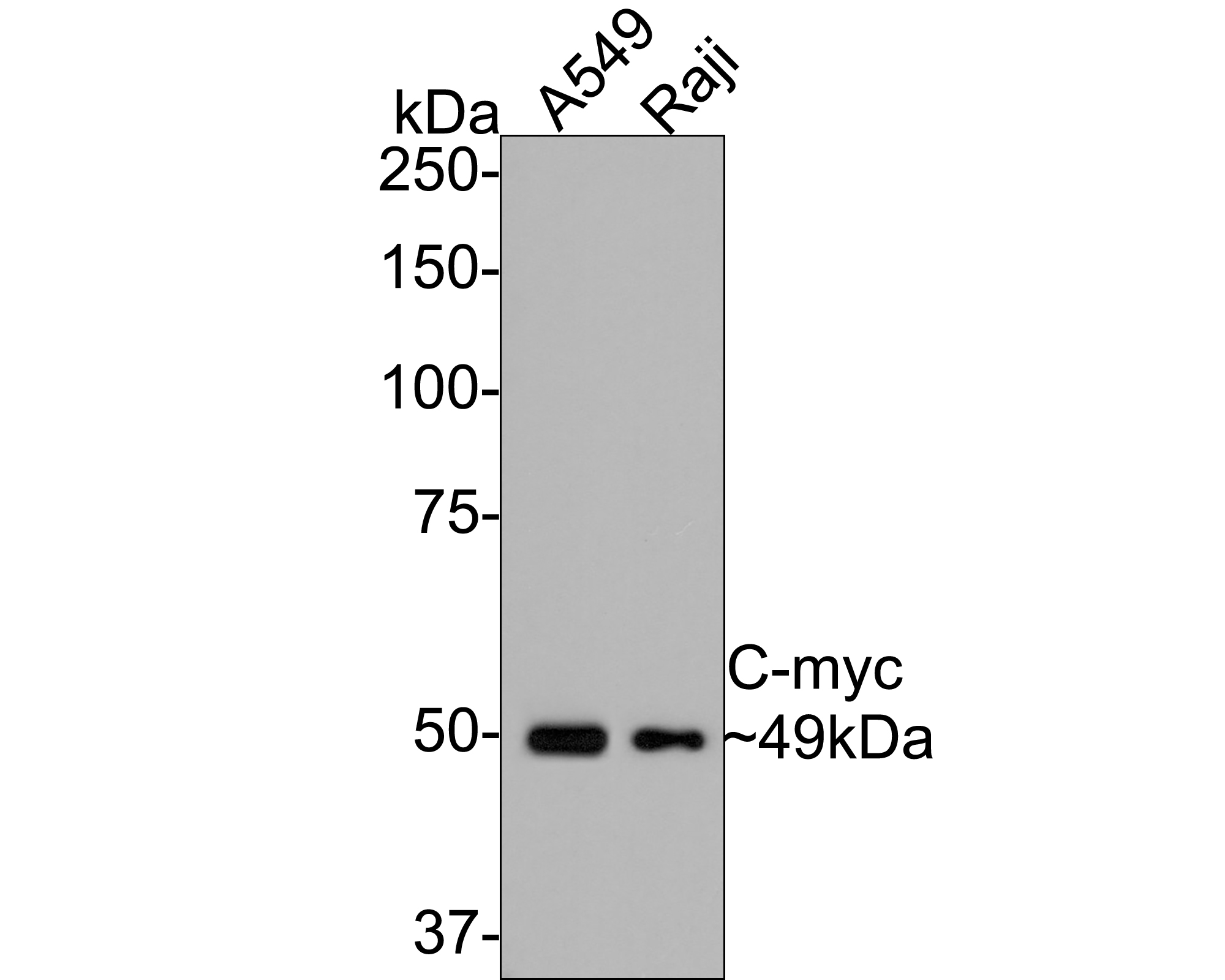 Western blot analysis of C-myc on different lysates with Rabbit anti-C-myc antibody (0912-2) at 1/1,000 dilution.<br />
<br />
Lane 1: A549 cell lysate<br />
Lane 2: Raji cell lysate<br />
<br />
Lysates/proteins at 10 µg/Lane.<br />
<br />
Predicted band size: 49 kDa<br />
Observed band size: 49 kDa<br />
<br />
Exposure time: 2 minutes;<br />
<br />
8% SDS-PAGE gel.<br />
<br />
Proteins were transferred to a PVDF membrane and blocked with 5% NFDM/TBST for 1 hour at room temperature. The primary antibody (0912-2) at 1/1,000 dilution was used in 5% NFDM/TBST at room temperature for 2 hours. Goat Anti-Rabbit IgG - HRP Secondary Antibody (HA1001) at 1:300,000 dilution was used for 1 hour at room temperature.